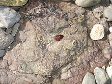 Eine zurückgezogene Anemone auf einem alten roten Sandsteinblock - geograph.org.uk - 756889.jpg