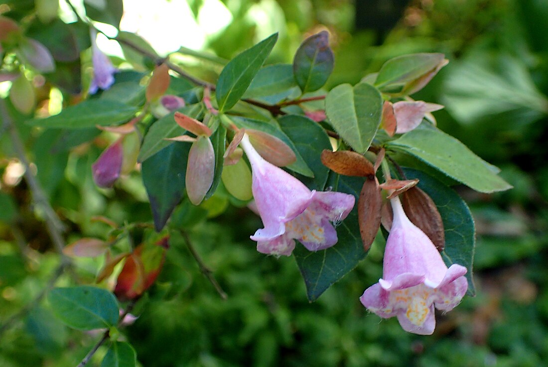 Abelia uniflora