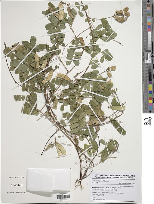 Abrus fruticulosus-NMNH-13639528