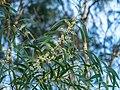 Acacia falcata inflorescences Beor St Creek 7th Brigade Park Chermside P1090913.jpg