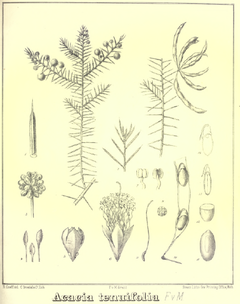Description de l'image Acacia tenuifolia.PNG.