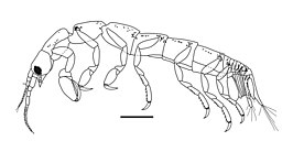 Accalathura barnardi