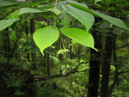 Acer carpinifolium 2