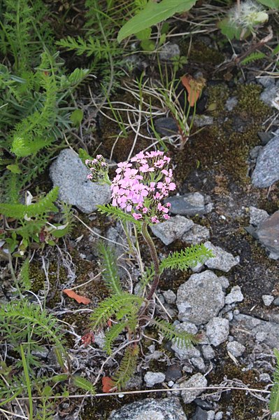 File:Achillea apiculata 44932421.jpg