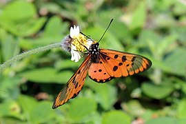 Acraea neobule