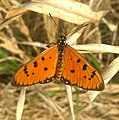 Acraea terpsicore, the tawny coster butterfly (male).jpg