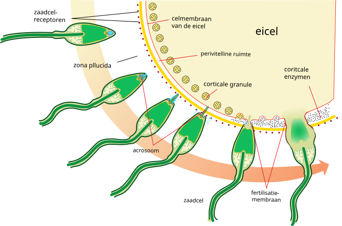 File:Acrosome reaction diagram nl.svg