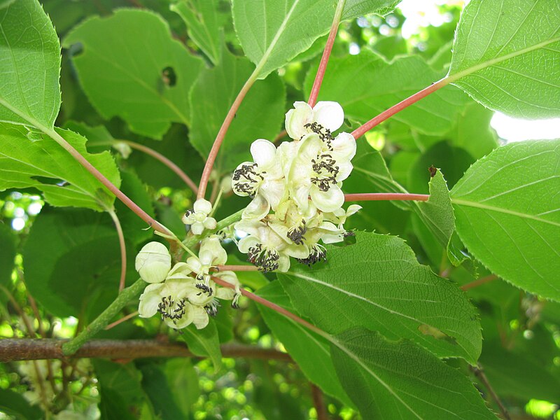 File:Actinidia arguta 0906.JPG