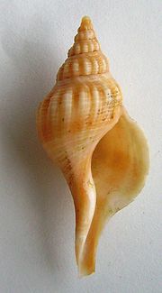 Thumbnail for Aeneator (gastropod)