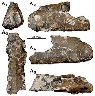 <i>Aerodraco</i> Genus of anhanguerid pterosaur from the Cretaceous period