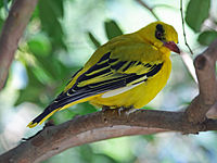 Oriole, African Golden Oriolus auratus