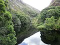 Afrotemperate forest river valley western cape south africa.JPG
