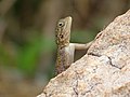 * Nomination AGAMA AGAMA, a reptile on a stone around the Pendjari (by KOUAGOU Damien) --Adoscam 14:28, 5 September 2022 (UTC) * Decline  Oppose Too strong compression, lot of JPEG artifacts --Jakubhal 17:36, 5 September 2022 (UTC)