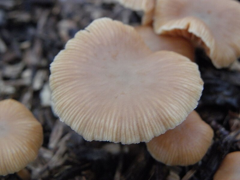 File:Agaricales R.H. 04.jpg