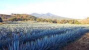 Miniatura para Bioetanol a base de agave