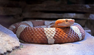 Agkistrodon contortrix (Mocassin à tête cuivrée) - Muséum d'histoire naturelle de Nantes