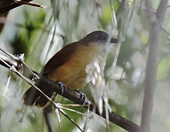 ♀ Akletos goeldii