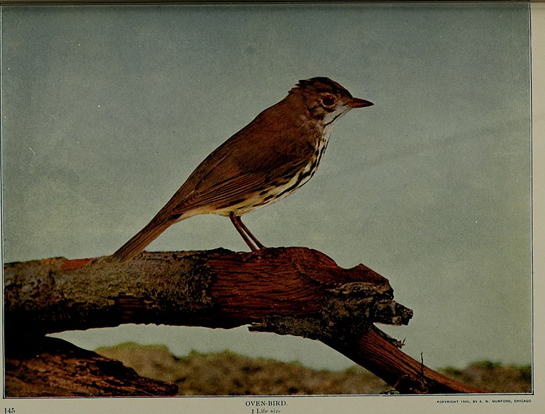 File:Alabama bird day book (1915) (14748868701).jpg