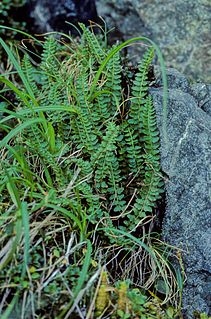 <i>Polystichum aleuticum</i>