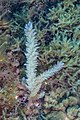 * Nomination Red sea plume (Asparagopsis taxiformis), Cabo de Palos, Spain --Poco a poco 07:33, 26 May 2023 (UTC) * Promotion  Support Good quality. --Ermell 22:16, 28 May 2023 (UTC)