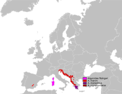 Mapa de distribución del género Algyroides.