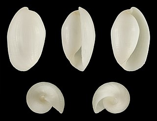 <i>Aliculastrum</i> Genus of gastropods