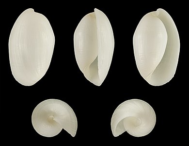 Aliculastrum cylindricum