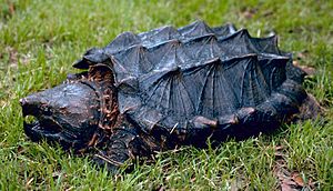 Keselyű teknős (Macrochelys temminckii)