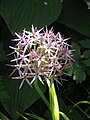 Allium cristophii