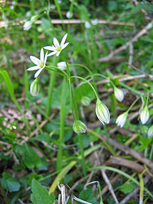 Allium pendulinum.jpg