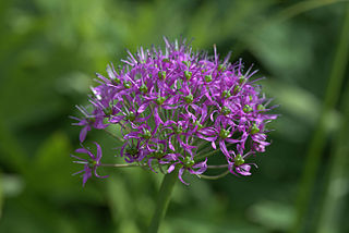 <i>Allium wallichii</i> Species of flowering plant