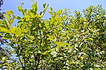 Blöð Alnus incana subsp. tenuifolia