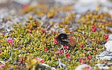 Berg Municipality, Sweden 2023 Alpine Bumble Bee imported from iNaturalist photo 306383240 on 18 November 2023.jpg