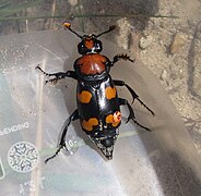 Nicrophorus americanus parents of both sexes care for young.