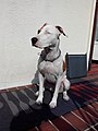 American Pit Bull Terrier - Wikipedia