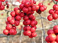 American Winterberry Ilex verticillata 'Winter Red' Cluster 3264px.jpg