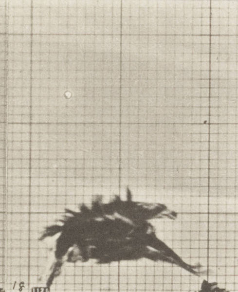 File:American eagle flying near the ground (rbm-QP301M8-1887-770a~18).jpg