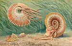 Vorschaubild für Ammoniten