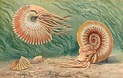 Reconstitution d'ammonites.