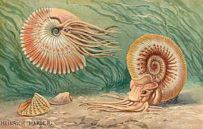 Historische Rekonstruktion lebender Ammonitentiere von Heinrich Harder. Als überholt gilt die Deutung der Arme als Cirren und der Anaptychen als Gehäusedeckel.