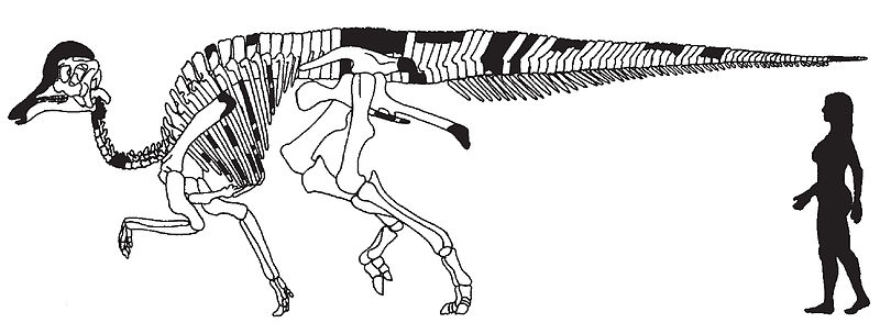 File:Amurosaurus skeletal.jpg