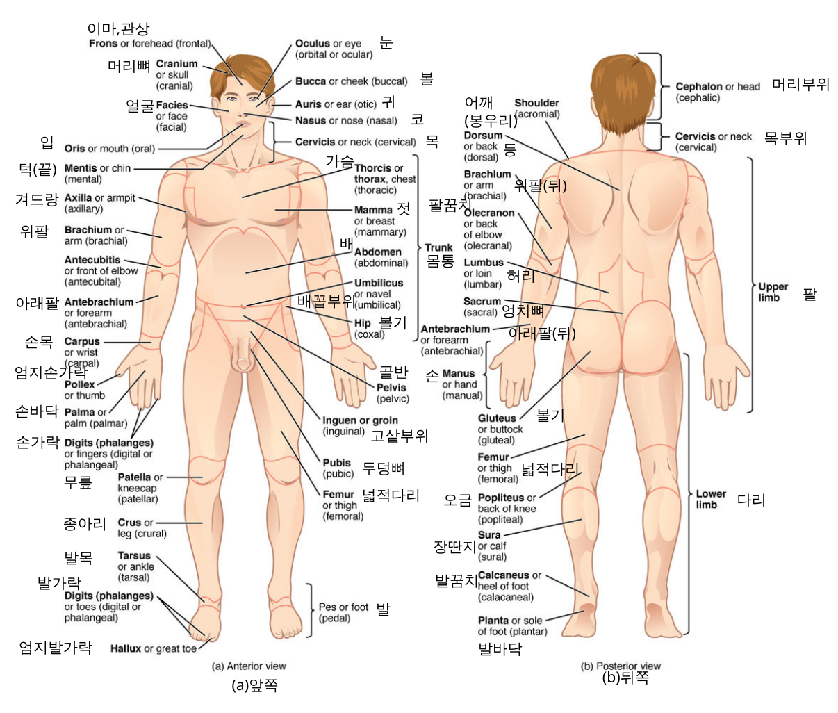 File:Anatomical terminology enko.svg - Wikimedia Commons