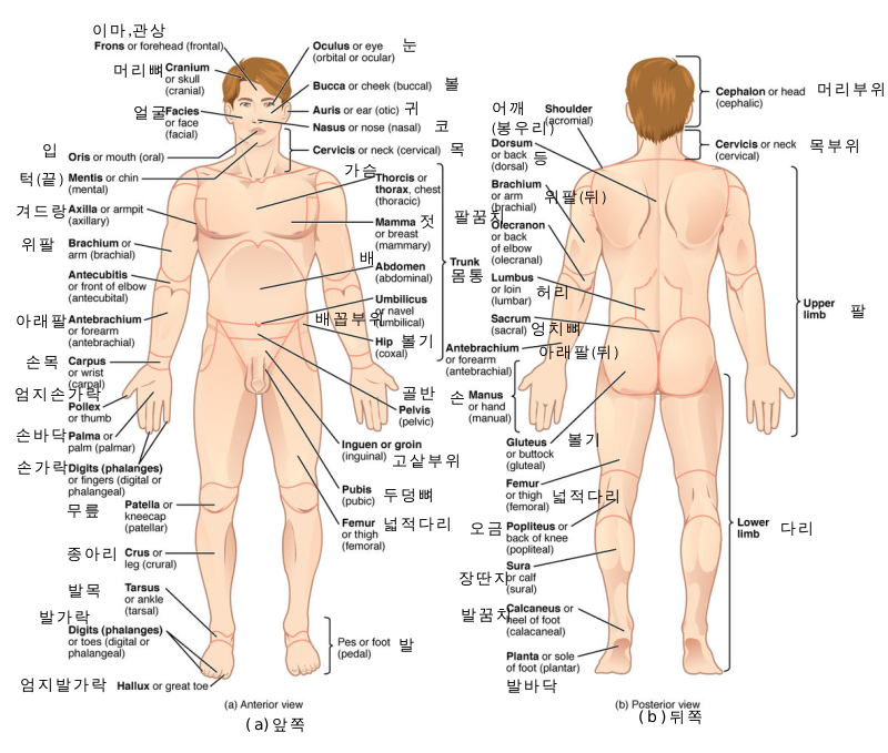 Anatomical terminology enko.svg