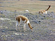 Andes Nord Avril 03 vigognes 001.jpg