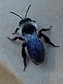 Andrena Cineraria 2020.jpg Parsimonhi (Contribs | Accounts) CC-BY-SA-4.0 80KB 600x450