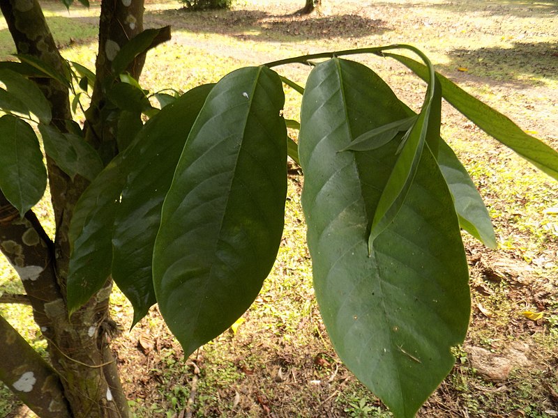 File:Annickia Chlorantha - Feuilles.jpg