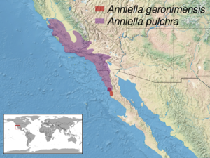 Anniella sp. distribution.png