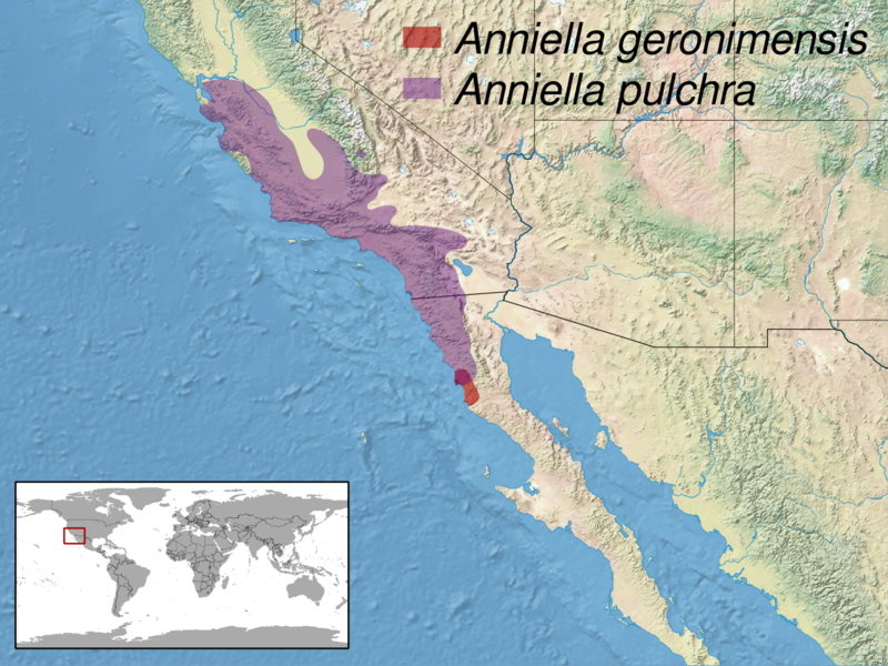 File:Anniella sp. distribution.png