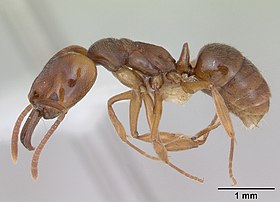 Anochetus altisquamis