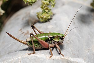 Alpine terrestrial insect (Anonconotus alpinus), female singing? / I